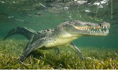 The Oldest "marine Crocodile" Fossils Have Been Found In The New Research - EBNW Story