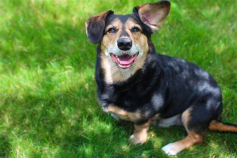 Dachshund German Shepherd Mix: That Adorable Face!