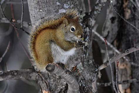 Pine squirrel #3 Photograph by Dwight Eddington - Fine Art America