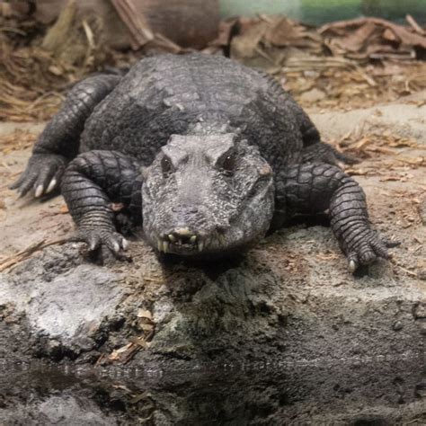 Smooth-Fronted Dwarf Caiman | Tulsa Zoo