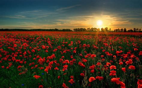 1920x1080px | free download | HD wallpaper: red poppy flower field ...