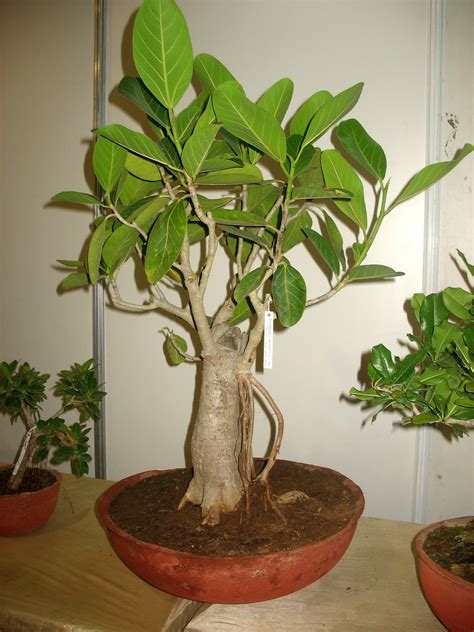 17+ Laurus Nobilis Bonsai