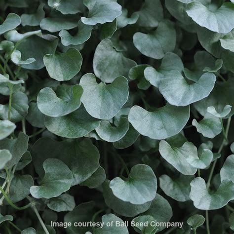 Silver Falls Dichondra (Dichondra a. 'Silver Falls')