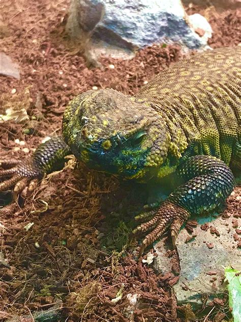 My adorable uro! His name is tank :) (Nigerian uromastyx) : r/reptiles