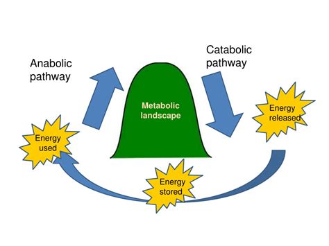 PPT - Organization of the Chemistry of Life into Metabolic Pathways PowerPoint Presentation - ID ...