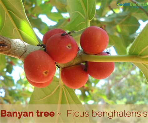 Fruit Trees - Home Gardening Apple, Cherry, Pear, Plum: Banyan Tree Fruit Name In Tamil