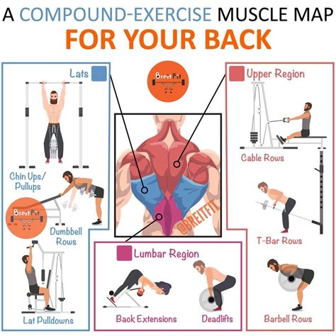 Most of the common compound back exercises will somewhat activate all ...