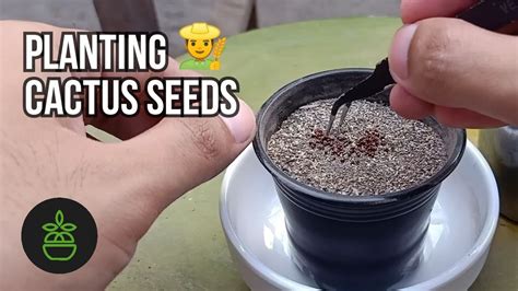 Planting Cactus Seeds - YouTube