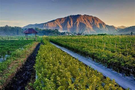 Lombok | The Valley of Sembalun | Authentic-Indonesia