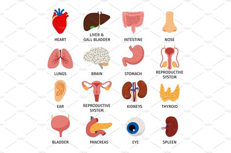 Human body internal organs set | Graphic Objects ~ Creative Market