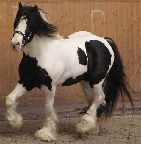 A Breed In The Making: The Miniature Gypsy Horse – iHeartHorses.com