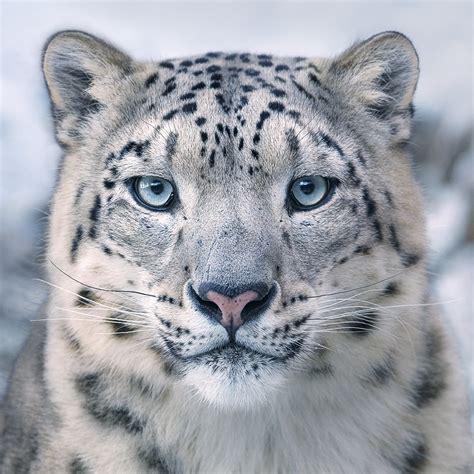 Snow Leopard X Lion Hybrid :|: Lioden