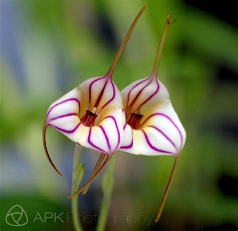 Masdevallia Orchid | Цветки орхидеи, Редкие орхидеи, Редкие цветы