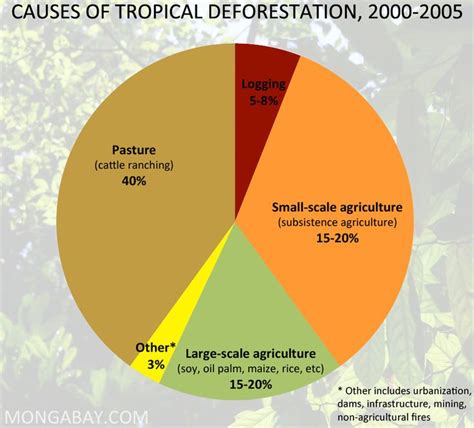 Human Impacts | Rainforest facts, Deforestation, Rainforest biome