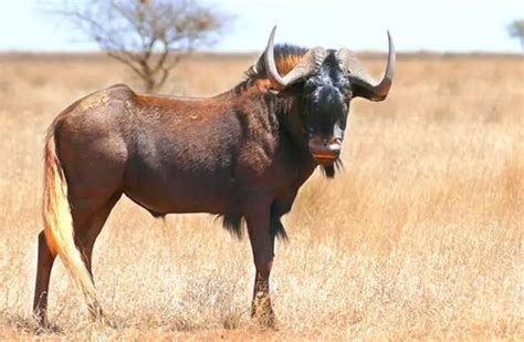 Gnu - Description, Habitat, Image, Diet, and Interesting Facts