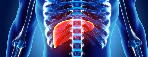 Liver Transplant Glossary | Patient Education | UCSF Health