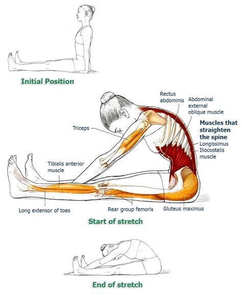 Nishar Basha's Blog: Exercises & Yoga Poses for Your Back Pain