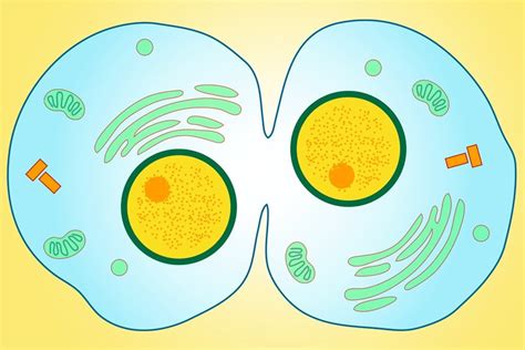 Cytokinesis: Definition, Steps, And Significance