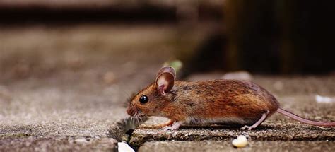 How To Get Rid Of Mice In Attic - How I Get Rid Of