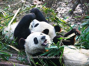 Hangzhou Zoo: Panda, Southern China Tigers