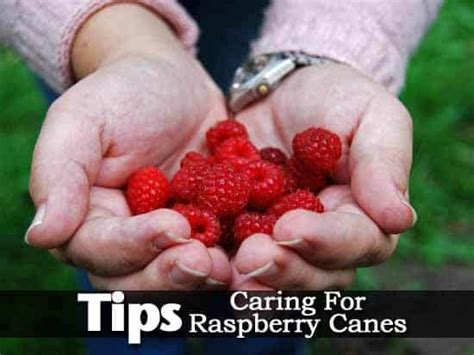 Tips On Caring For Raspberry Canes