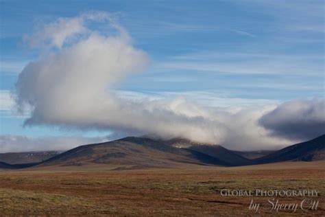 Wrangel Island in the Russia Arctic