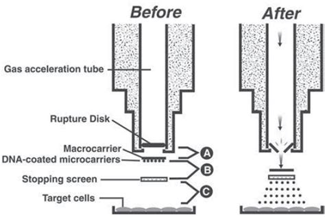 Biolistic method of gene transformation. | Download Scientific Diagram