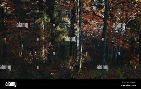 Autumn in the mountain forest Stock Photo - Alamy