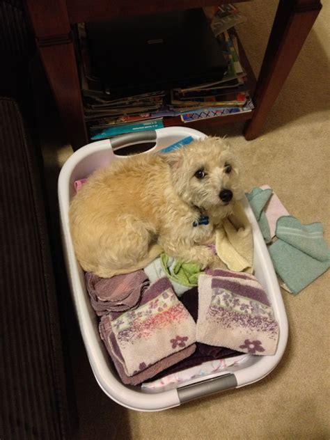 Cute Dog Relaxing in Laundry Basket