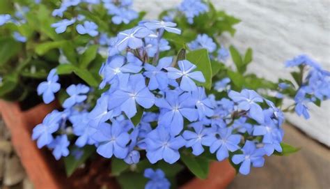 Premium Photo | Cape leadwort or white plumbago