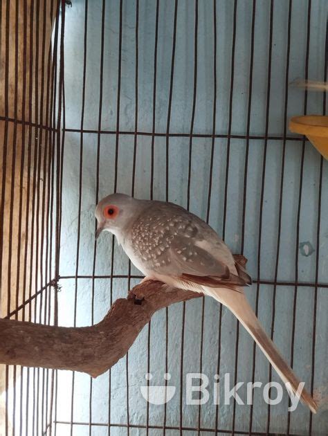 Diamond dove breeding male for Sale in Agrabad | Bikroy