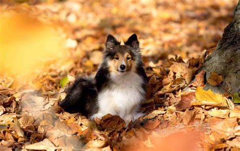 Picture of Sheltie Puppies - Forever Wallpapers