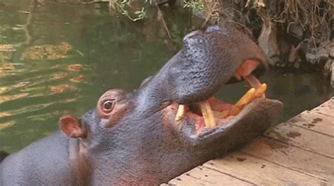 Insert Here GIF - Hippo Cute Feedingtime - Discover & Share GIFs