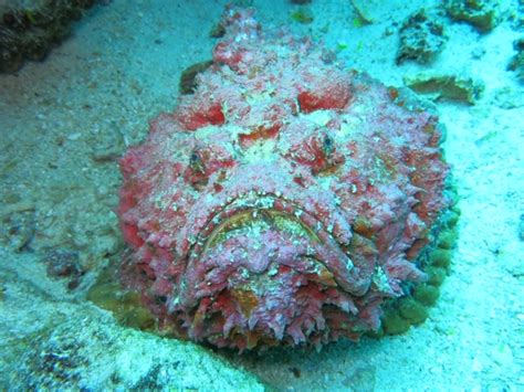 Stonefish: The Oceans Most Venomous Fish - Siladen Resort & Spa Indonesia