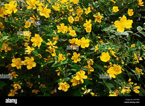 Rose of Sharon Hypericum calycinum shrub Stock Photo - Alamy