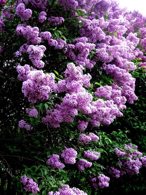 Loving Lilacs.... | Lilac gardening, Lilac bushes, Lilac tree