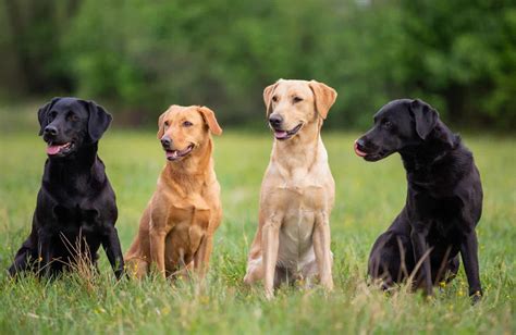 Labrador Retriever Colors: The Standard & Rare Lab Coat Colors - K9 Web