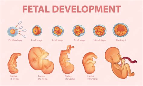 ¿QUÉ ES LA EMBRIOGÉNESIS? - TIPOS Y ETAPAS DE LA EMBRIOGÉNESIS