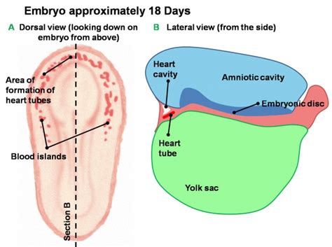 Basic - Primitive Heart Tube - Embryology