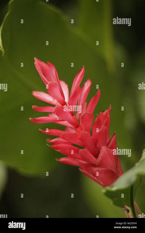 Bromelia flower Stock Photo - Alamy