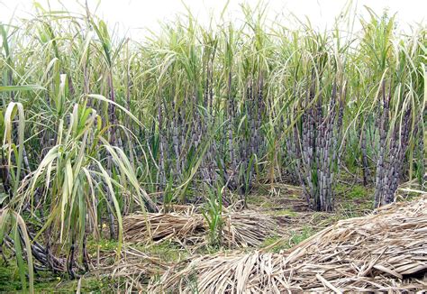 Is Sugarcane Mulch Good For Gardens at Doug Rodriquez blog