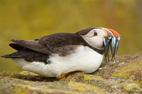 Puffin Eating Fish Stock Photos - Free & Royalty-Free Stock Photos from Dreamstime