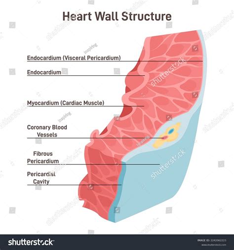 Heart Wall Structure Pericardium Myocardium Endocardium Stock Vector (Royalty Free) 2242062223 ...