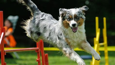 Dog Agility Competitions: How to Start, Science on Risks, Pros & Cons