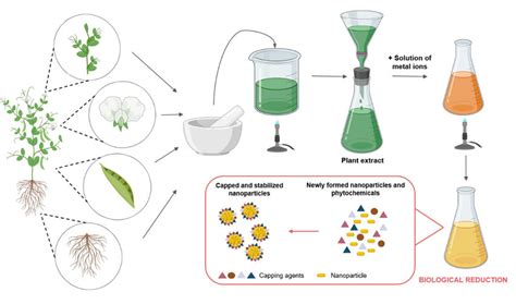 The general steps of green synthesis of inorganic nanoparticles using... | Download Scientific ...