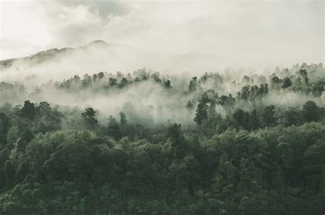 Free Photo | High angle shot of a beautiful forest with a lot of green trees enveloped in fog in ...