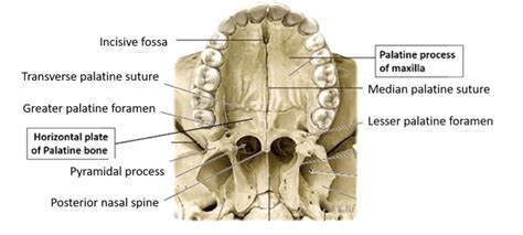 Palate , Parts, Muscles, Blood and Nerve supply , Anatomy QA