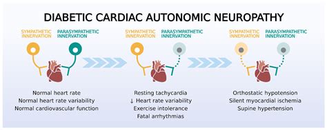 Biomedicines | Free Full-Text | Diabetes-Induced Cardiac Autonomic ...