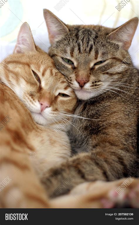 Two Cute Cats Hug Each Image & Photo (Free Trial) | Bigstock