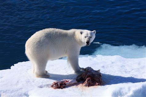 The School: Polar Bear Adaptations for Hunting – One World One Ocean